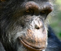 Уелски еколози ни вземат шимпанзето от Зоопарка