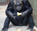 Откараха шимпанзето Били в център за примати в Уелс
