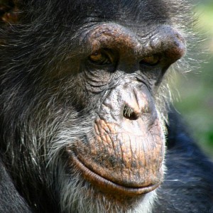 Shimpanze