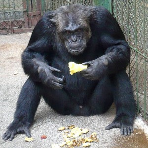 Shimpanzeto Bili