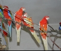 2000 папагала задържаха на ГКПП Капитан Андреево