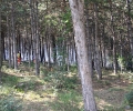 Огнищата на пожара над Стара Загора са локализирани