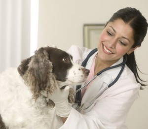Veterinarian Examining Dog