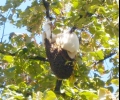 13-килограмов пчелен кошер бе свален от дърво в центъра на Стара Загора