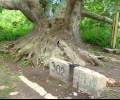 Граждански клуб ЛИПА организира укрепването на Стария чинар в парк 