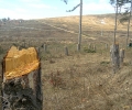 Държавното горско стопанство в Стара Загора активизира работата си по възстановяване на изсечената гора в местността 