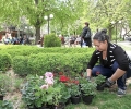 Сушата и кражбите съсипват градското озеленяване в Стара Загора