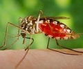 Третират за комари близо 600 000 кв.м площи в Стара Загора до 22 юли
