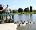 Зеленоглави и мускусни патици са новата атракция на езерото „Загорка”