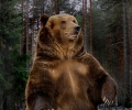 Нова атракция в Стара Загора! Пускат кафяви мечки на площ от 60 декара в Аязмото