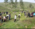 Ученици и служители на ОДМВР посадиха 150 кипариса по пътя за Дъбрава