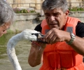 Спасиха единия лебед в езеро „Загорка“ от омотана корда с плувка около шията му