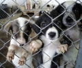 Общинският приют в Стара Загора обяви акция за осиновяване, спира да приема изоставени от собствениците им кучета