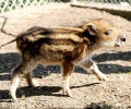 Младежи от София спасиха глиганчето Найден - най-новият обитател на старозагорския зоопарк 