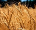 На празник на житото канят в старозагорското село Преславен тази събота