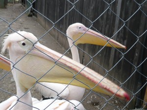 Spasitelen centar - pelikani Gruio i Filip