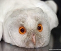Чисто бяла сова постъпи за лечение в Спасителния център на Зелени Балкани