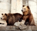 Стара Загора ще има парк за свободно отглеждане на мечки