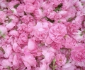 Роми откраднаха 3 чувала розов цвят от масив на софийска фирма край Горно Сахране, задържаха ги