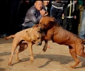 Разследват незаконни боеве с кучета в Казанлък