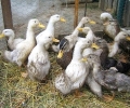 Унищожиха 70 000 патици в Братядаскаловско заради птичия грип в Старозагорска област