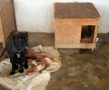 Общински съветници инспектираха приюта за изоставени животни в кв. 