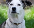 Проверяват собственици на кучета за документи на компаньоните им в Стара Загора