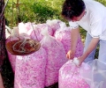 Произходът и качеството на продуктите от маслодайна роза ще бъдат гарантирани