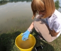WWF пусна над 20 000 есетри по Дунав