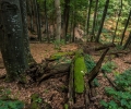 WWF картира най-ценните стари гори у нас, собственост на общините