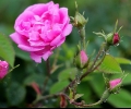 Права за Празник/Фестивал на розата има единствено Община Казанлък