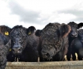94 чистокръвни говеда от породата „Галуей“ пристигнаха от Германия в Учебно-опитното стопанство на Тракийския университет – Стара Загора