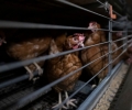 Чешкият Сенат прие забрана на клетките за кокошки-носачки