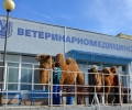 Уникална операция на камила извършиха ветеринарни хирурзи от Тракийския университет