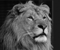 Oбичаният лъв Терез почина: PETA призовава за прекратяване на отглеждането на големи котки в плен