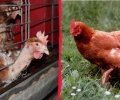 Комисията по земеделие в Европарламента призова за забрана на клетъчното отглеждане в животновъдството