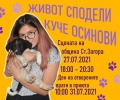 Младежи организират кампания за осиновяване на бездомни кучета в Стара Загора