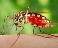 На 5 и 6 юли ще се извърши пръскане срещу комари в Стара Загора