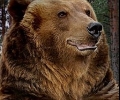 PETA призовава министъра на земеделието, храните и горите да оттегли разрешението за отстрел на мечката край Белица