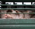 Протестиращи искат край на жестокото транспортиране на живи животни