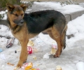 Община Стара Загора ще извърши преброяване на бездомните кучета