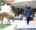 Броят на осиновените безстопанствени кучета в България се е увеличил с 22,5% през миналата година