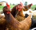 БАБХ потвърди огнище на Инфлуенца по птиците в област Стара Загора