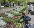 Хиляди нови цветя разкрасиха старозагорски паркове