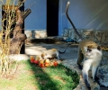 Новородена маймунка е най-новият обитател на Зоопарка в Стара Загора