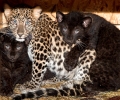 Две черни пантери и леопард радват посетителите на старозагорския зоопарк