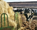 65 крави от Германия попълват стадото на Академичния технологичен комплекс на Тракийския университет