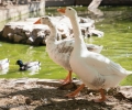 Зоопарк Стара Загора и „Зелени Балкани“ с обща инициатива