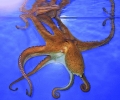 Призовават за забрана на ферма за октоподи в Испания