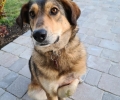 Община Стара Загора стартира кампания за безплатна кастрация на домашни кучета